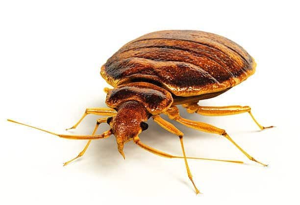 Bed Bugs: What do they look like? - Sigma Pest Control