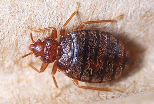 bed bug