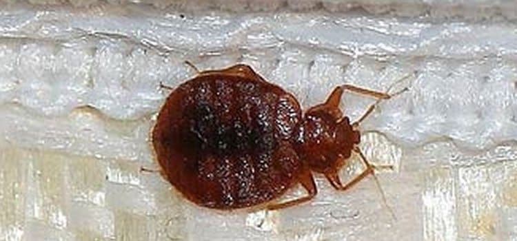 Key Warning Signs And Symptoms Of Bed Bugs