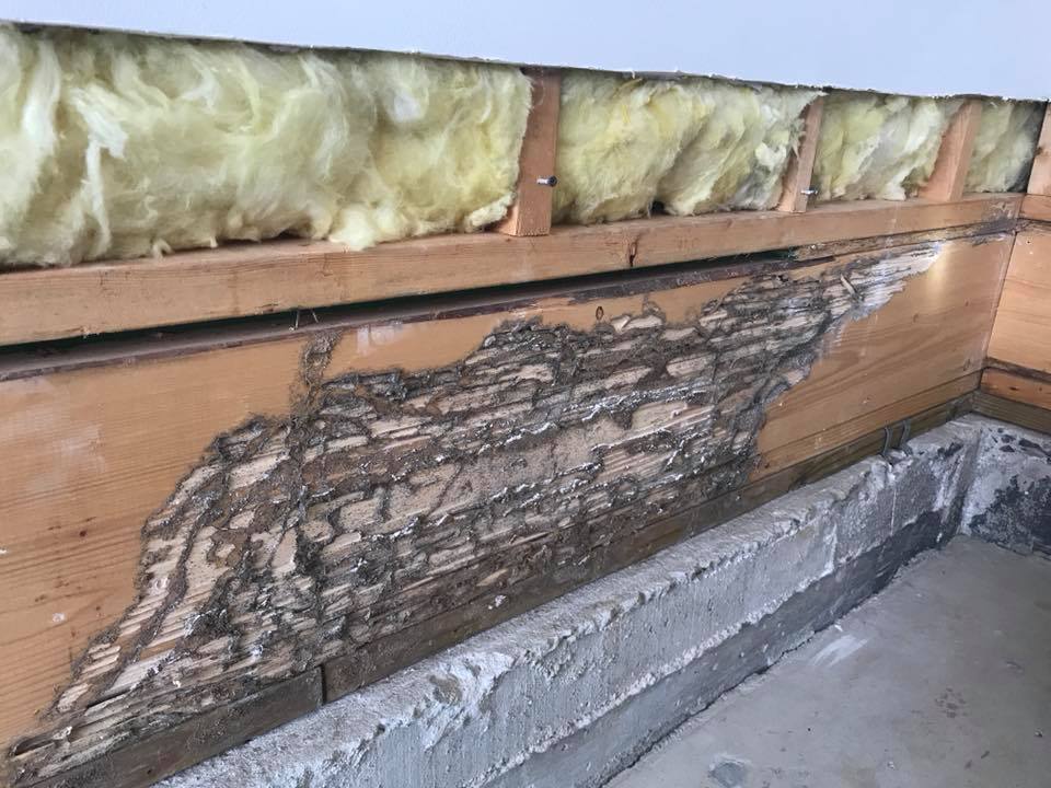 Does Termites Eat Pressure Treated Wood 