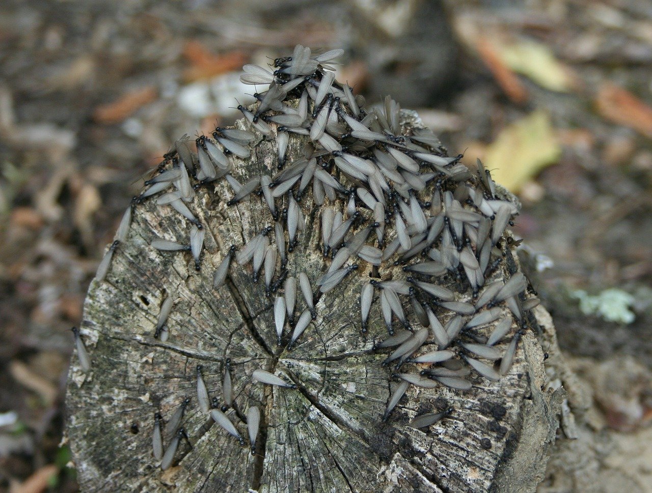 Are Termites Active During Winter? Sigma Pest Control