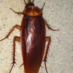 cockroach