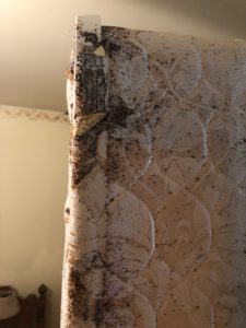 bed bugs fredericksburg virginia sigma pest control