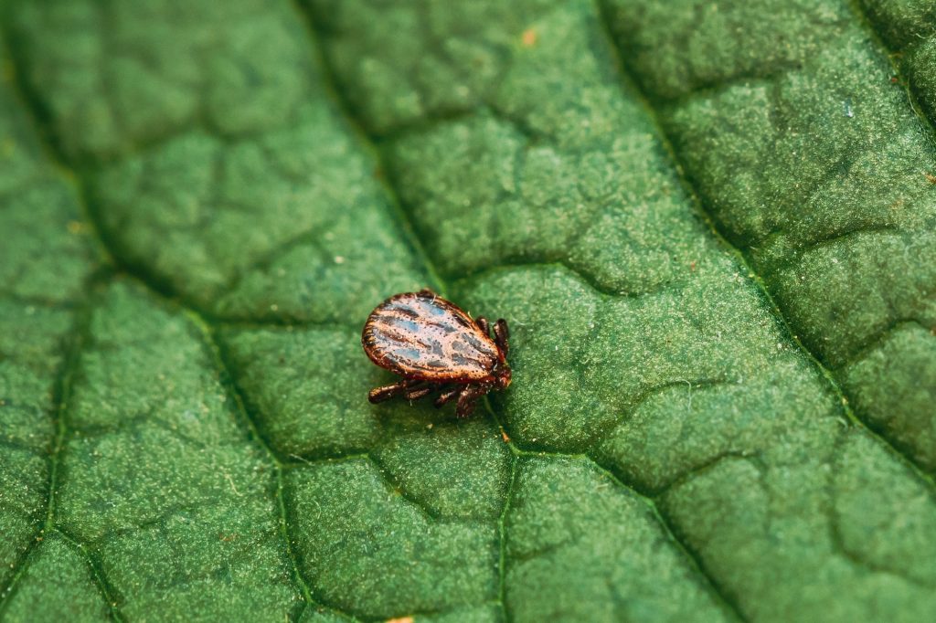 how dangerous are ticks